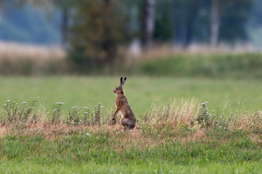 Hase