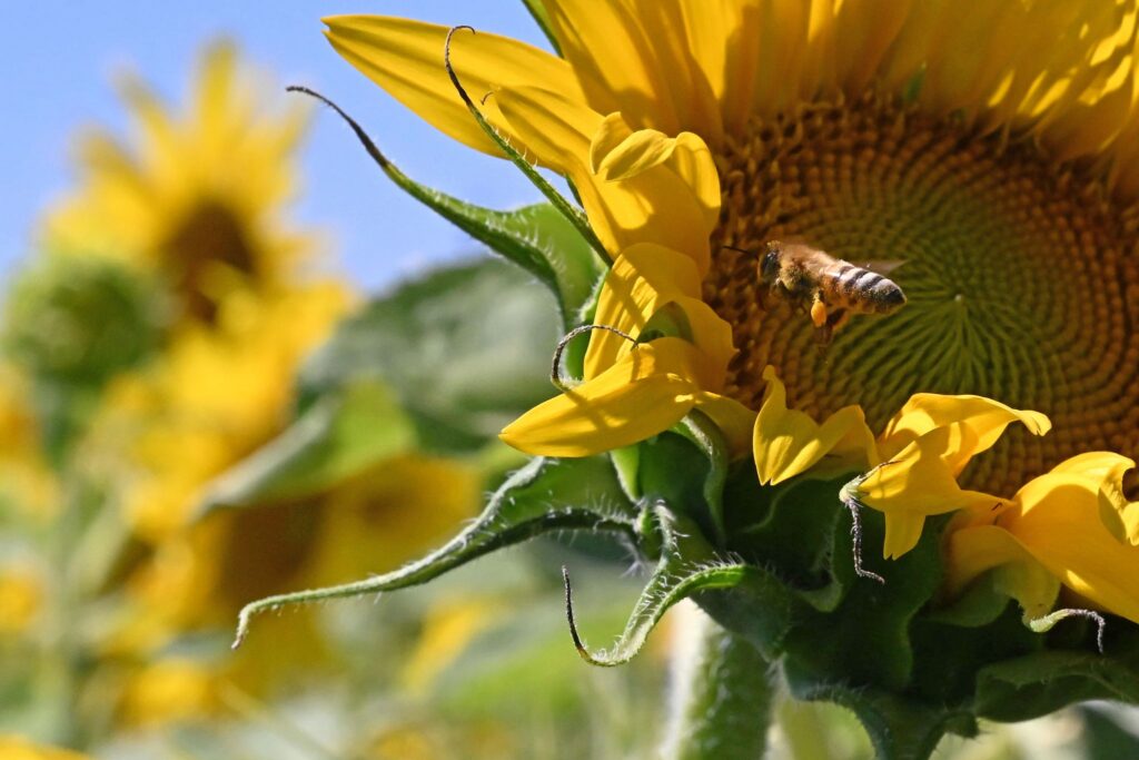 Sonnenblume