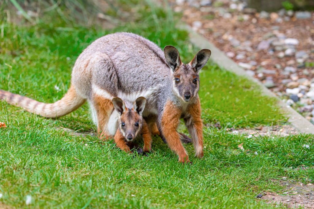Felsenkänguru Zoo Duisburg