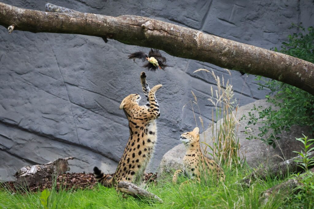 Servale beim Jagdtraining in Hagenbecks Tierpark