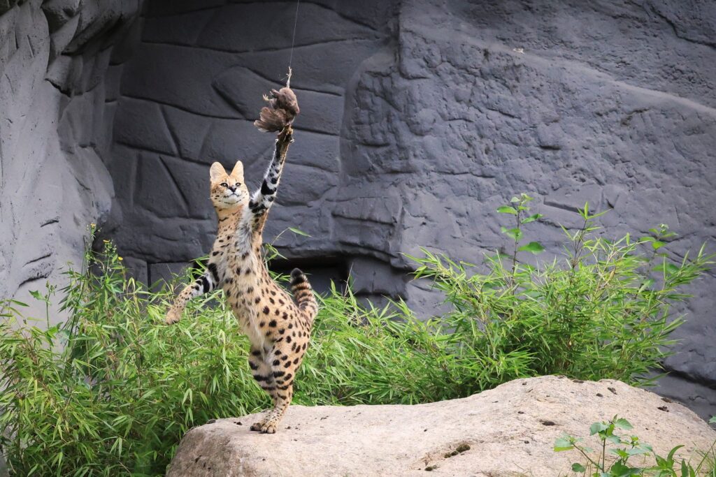 Servale beim Jagdtraining in Hagenbecks Tierpark