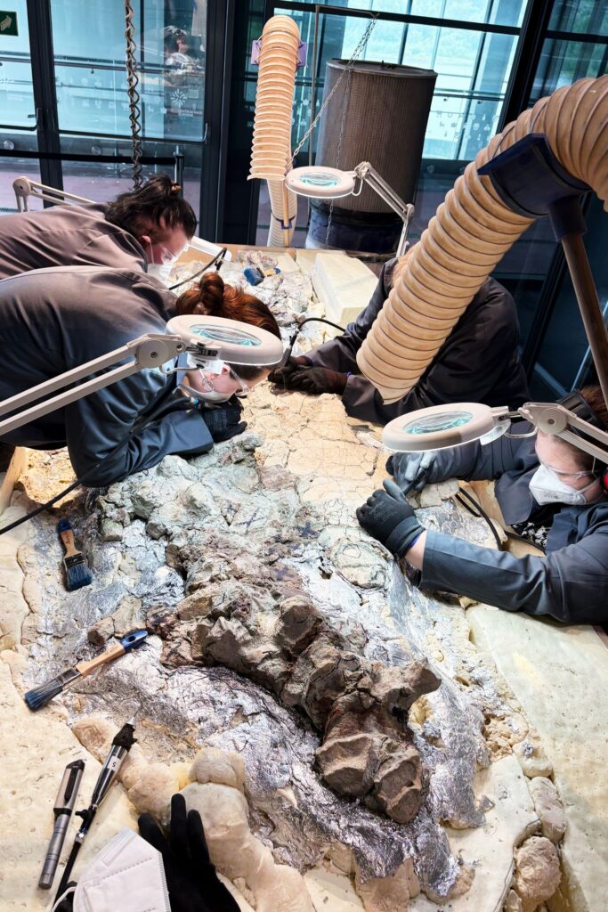 Skelett eines Mastodonsaurus