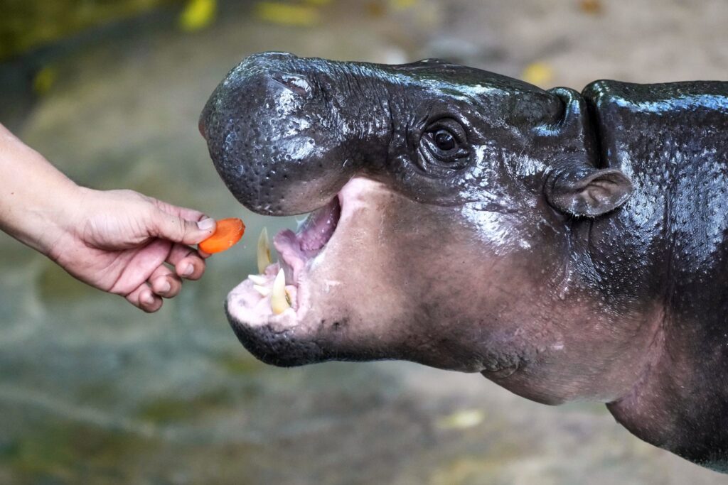 Geburtstag Zwergflusspferd Moo Deng