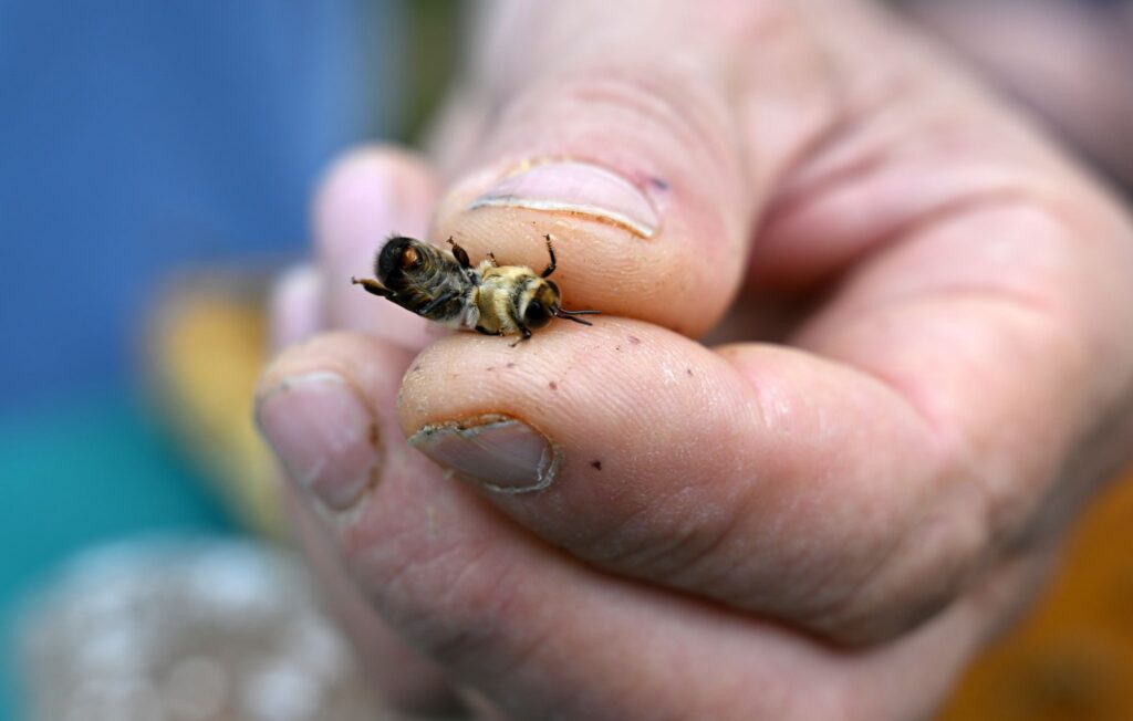 Bienen-Besamungslehrgang in Thüringen