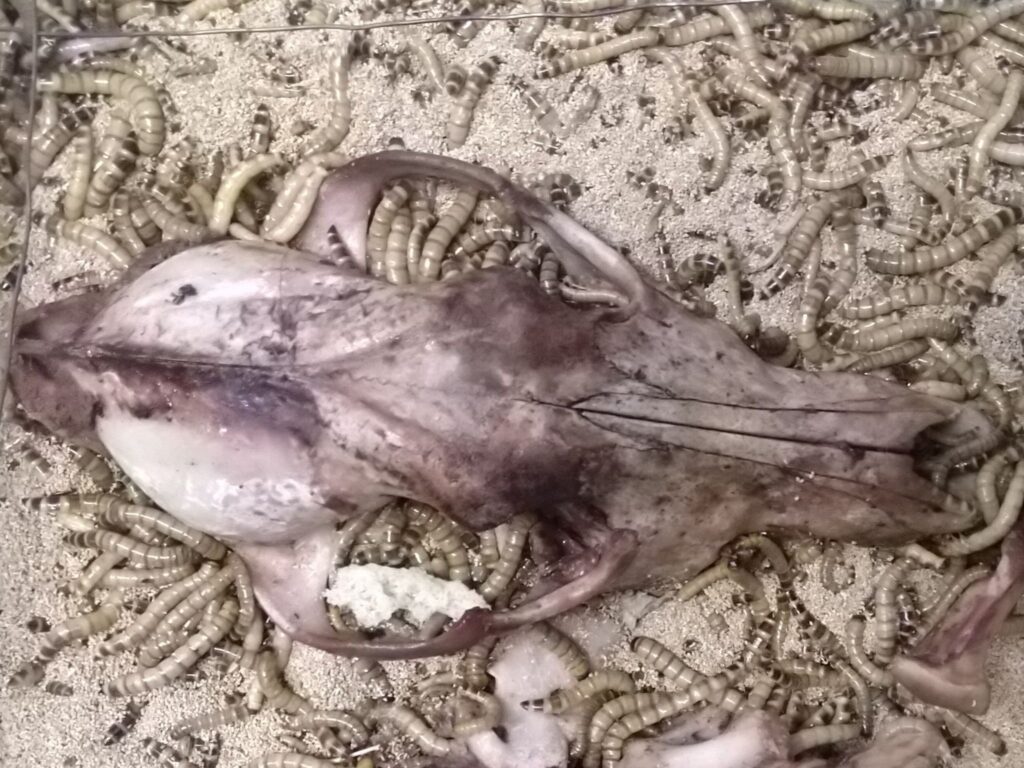Schwarzkäfer-Larven fressen Knochen von einem Wolfsschädel blank