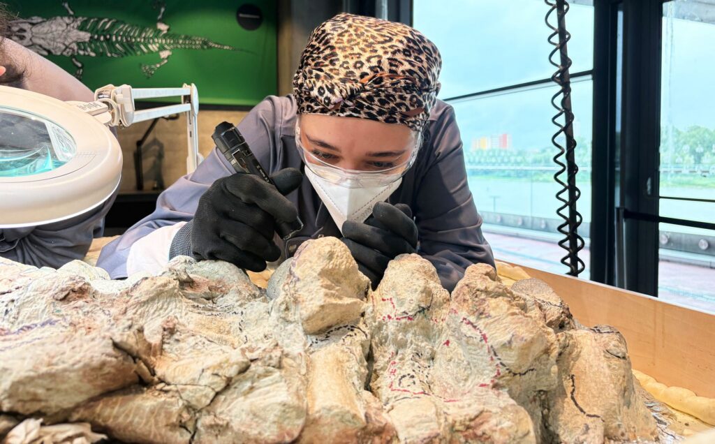 Skelett eines Mastodonsaurus