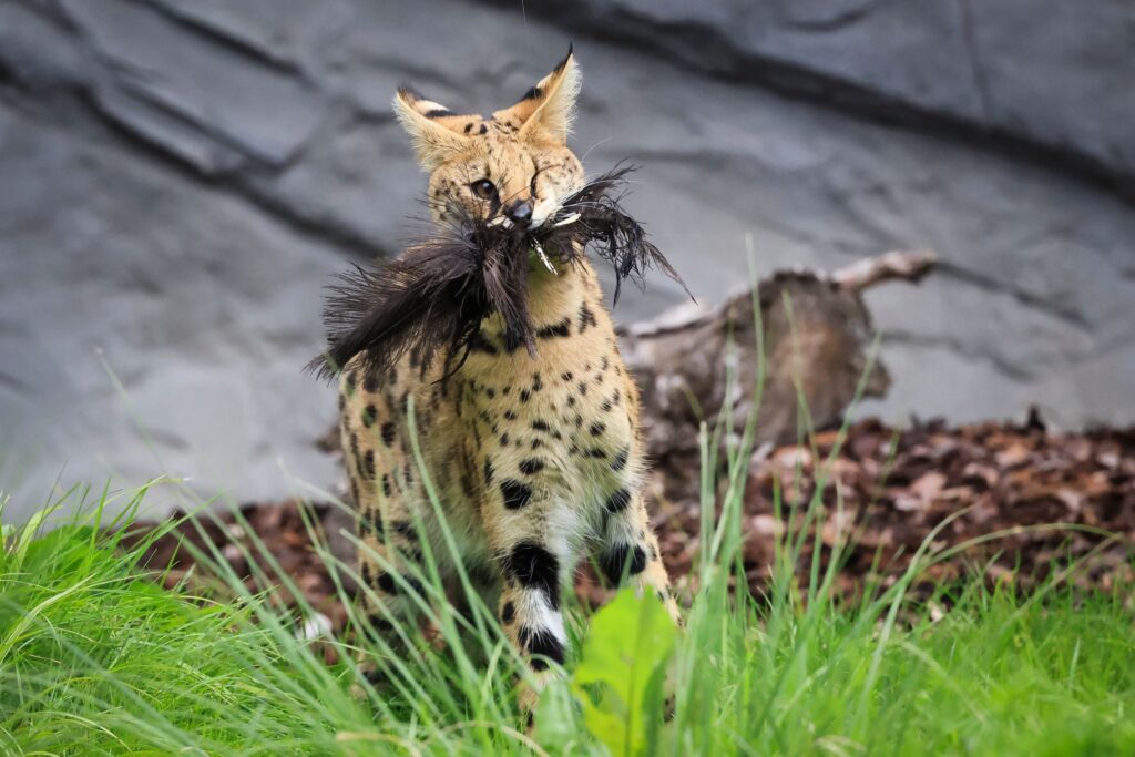 Servale beim Jagdtraining in Hagenbecks Tierpark