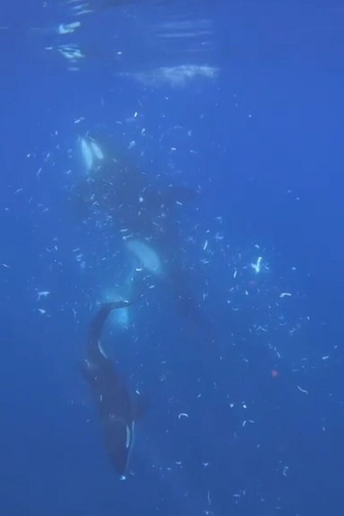 Orcas reißen Mondfische auseinander