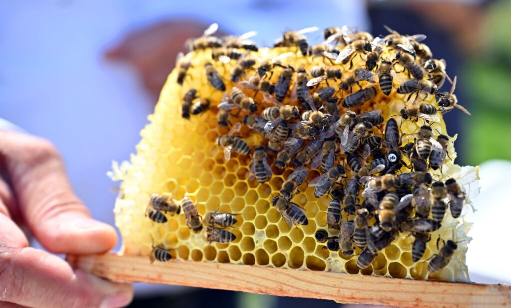 Bienen-Besamungslehrgang in Thüringen