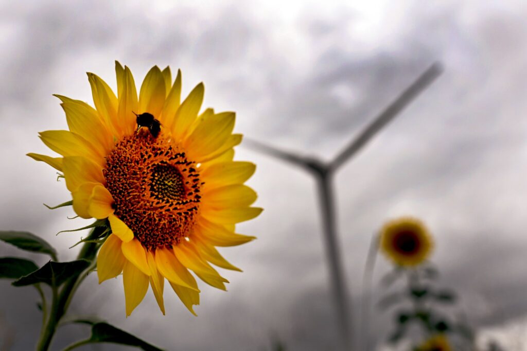 Sonnenblume