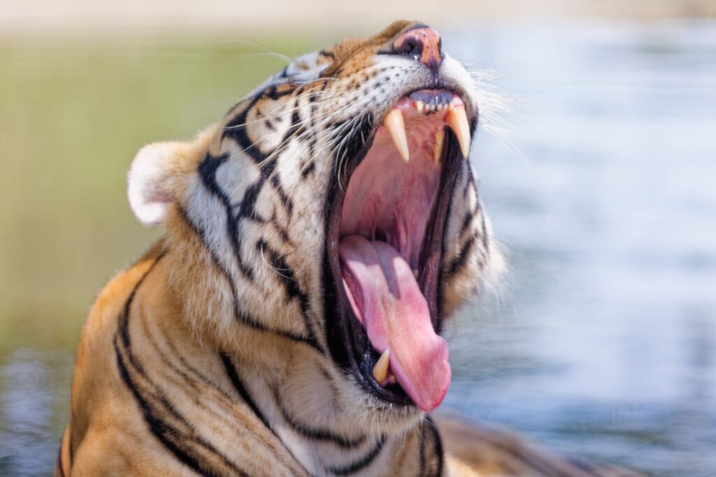 Sibirischen Tigerpark in Harbin