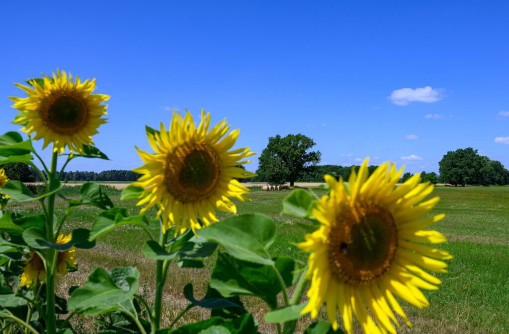 Sommer