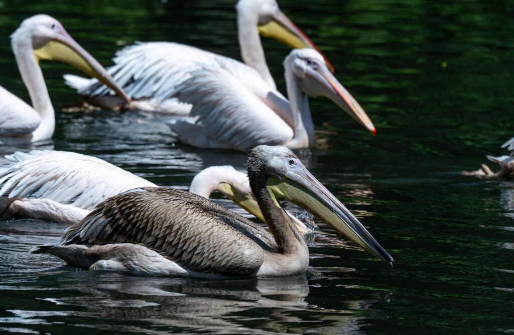 Fremder Pelikan im Stralsunder Zoo aufgenommen