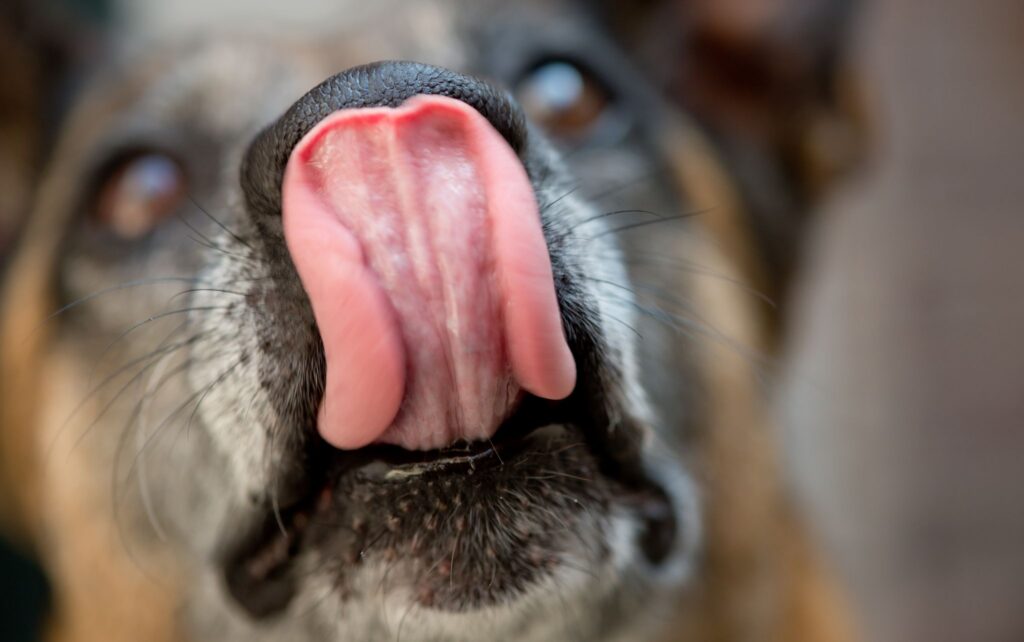 Hund