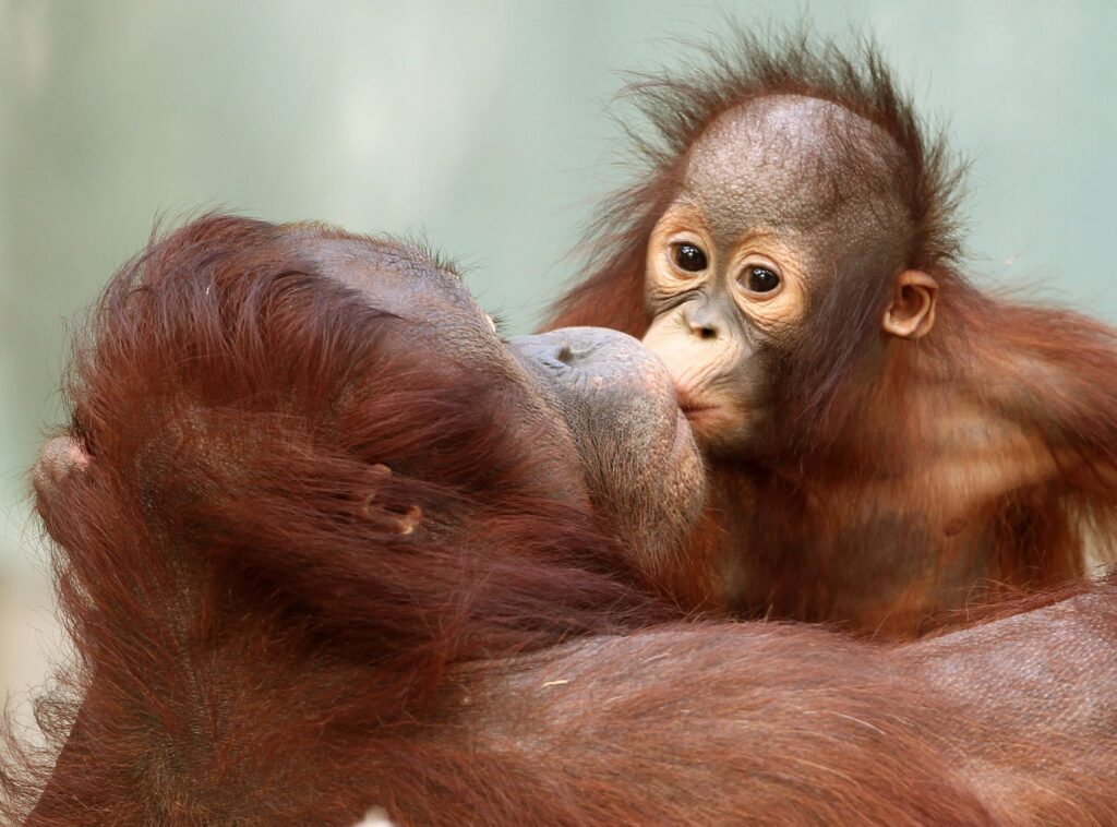 Orang-Utans