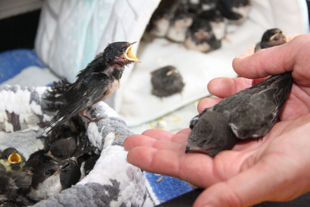 Hilfe für Wildvögel