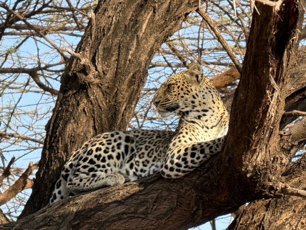 Leoparden in Kenia