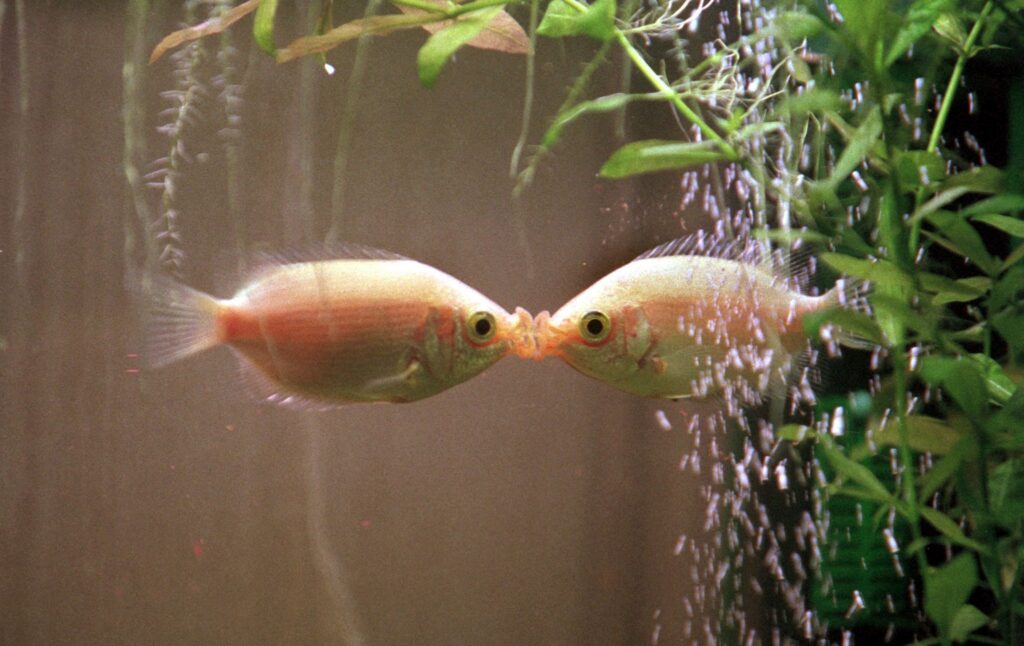 Küssende Fische