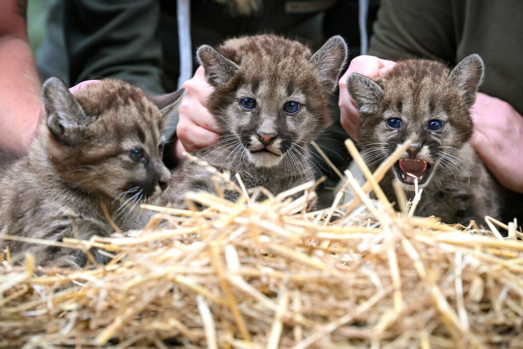 Neugeborene Puma-Drillinge im Tierpark Ströhen