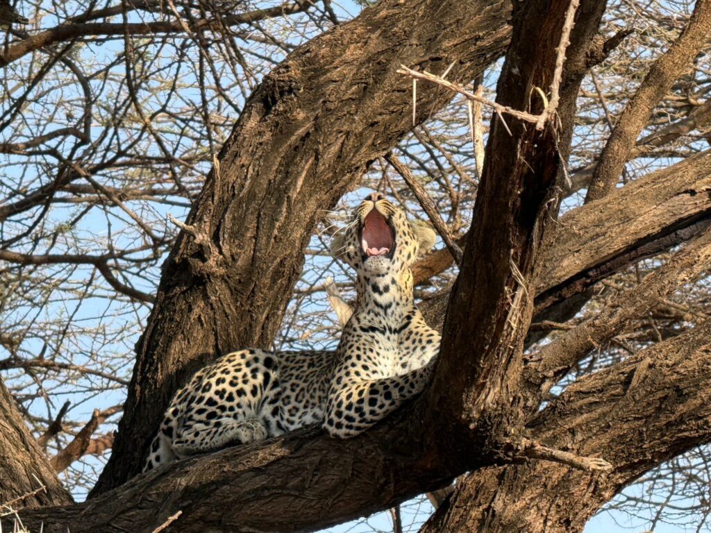 Leoparden in Kenia