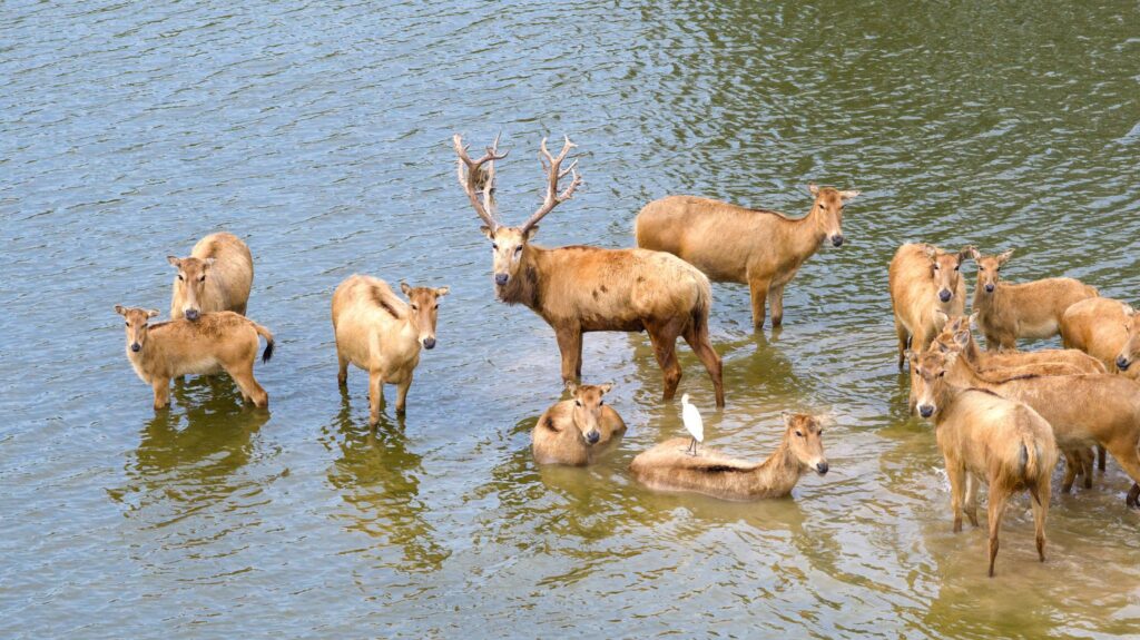 Nationales Naturreservat Dafeng Milu