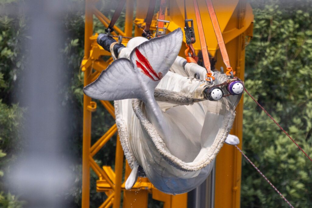 Transport von Beluga-Walen