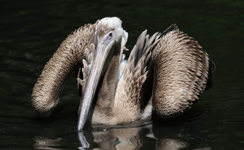Fremder Pelikan im Stralsunder Zoo aufgenommen