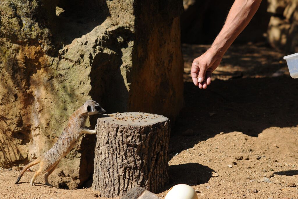 Wochenende der Insektenfresser im Prager Zoo