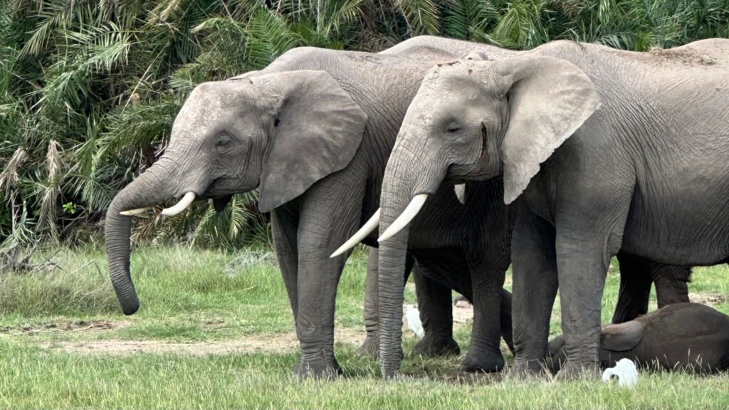 Elefanten im Amboseli Nationalpark