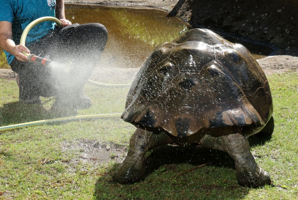 Kühle Dusche für Galapagos-Riesenschildkröten im Zoo