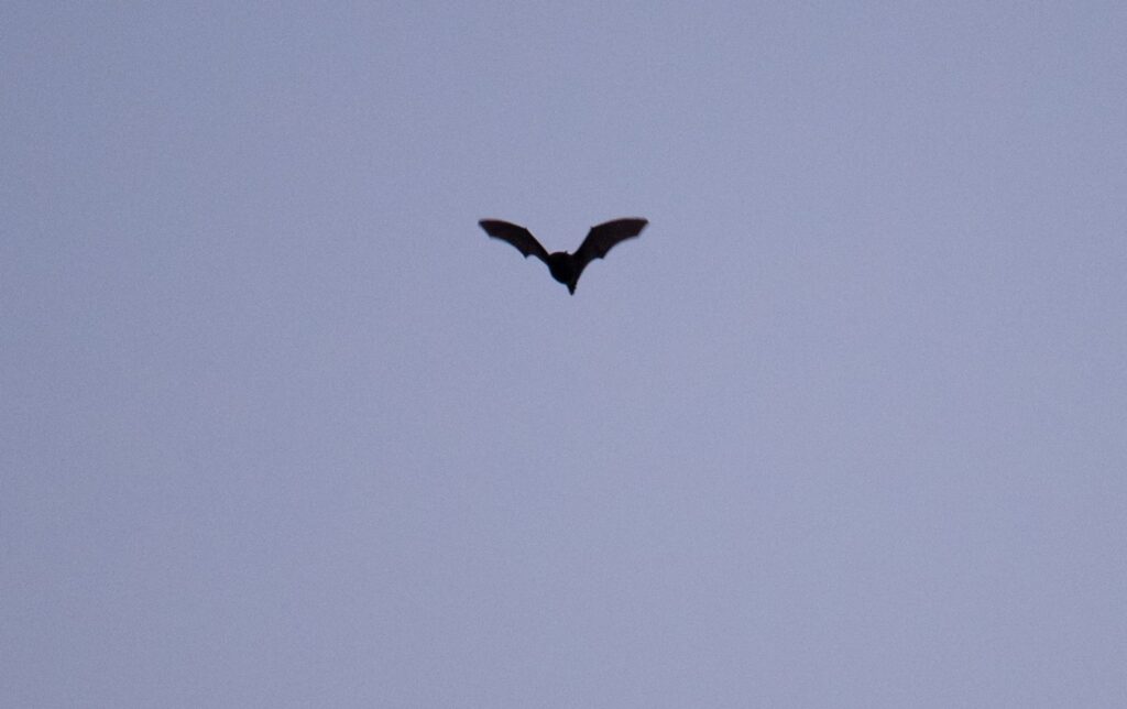 Fledermaus