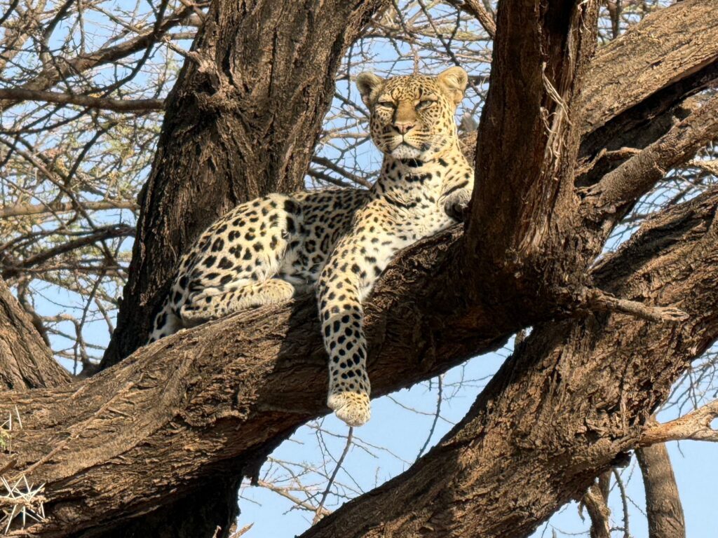 Leoparden in Kenia