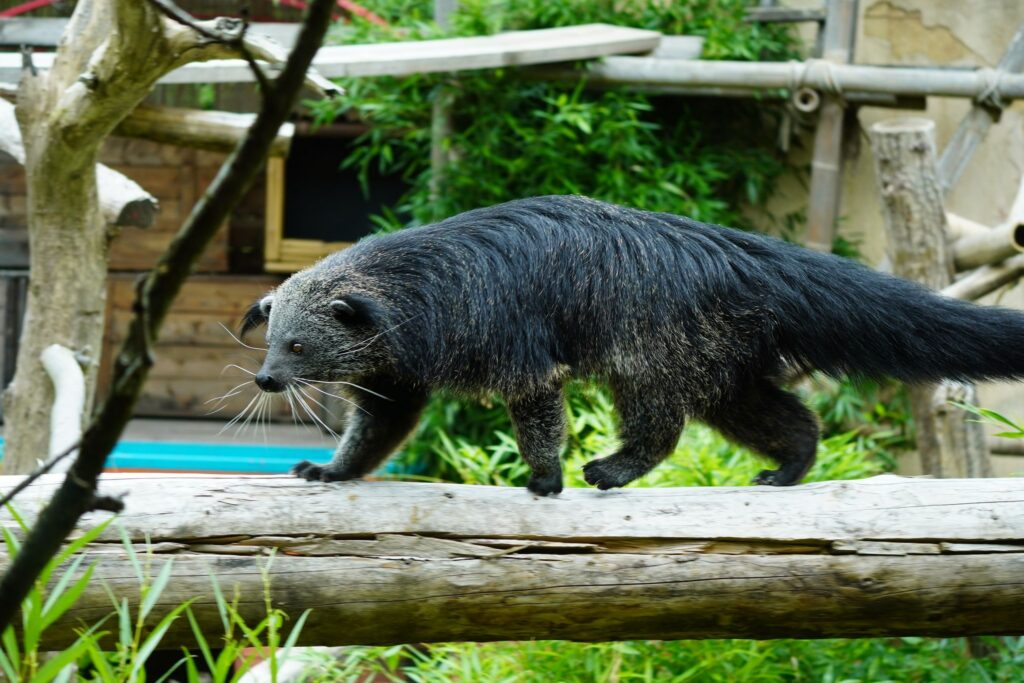 Binturong