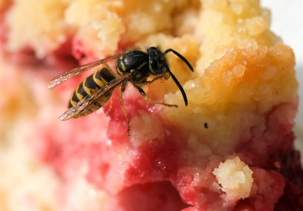 Wespe bedient sich an Kuchenstück