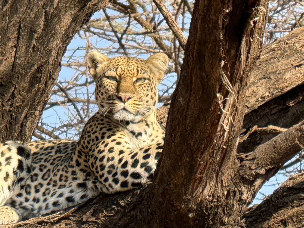 Leoparden in Kenia