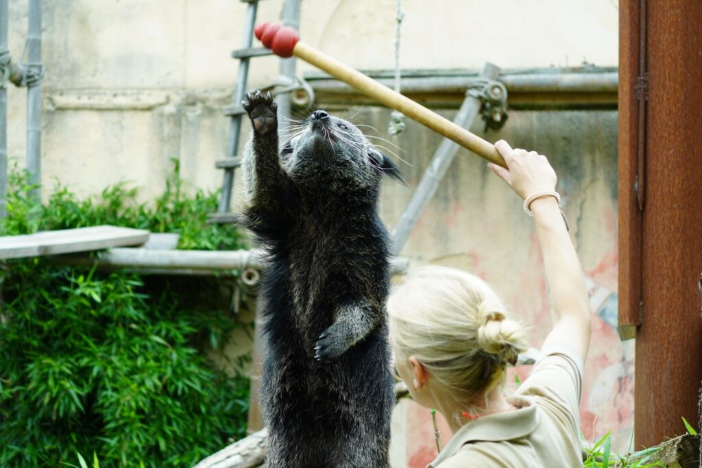 Binturong