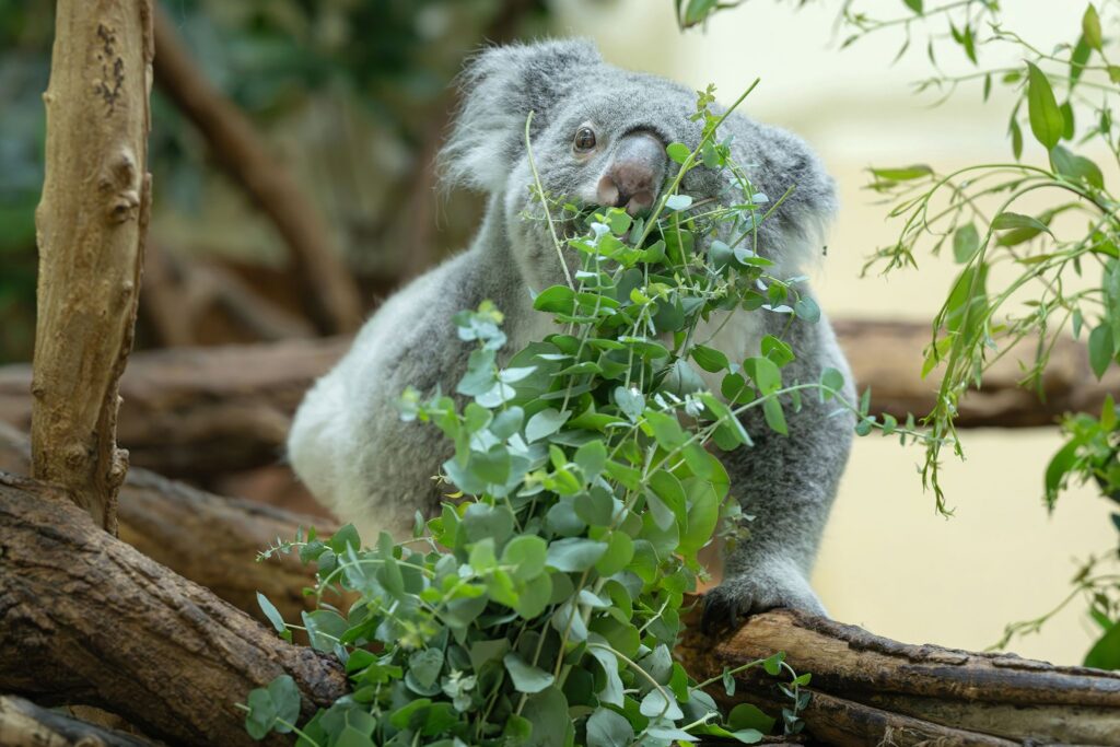 Koala Zoo Wien