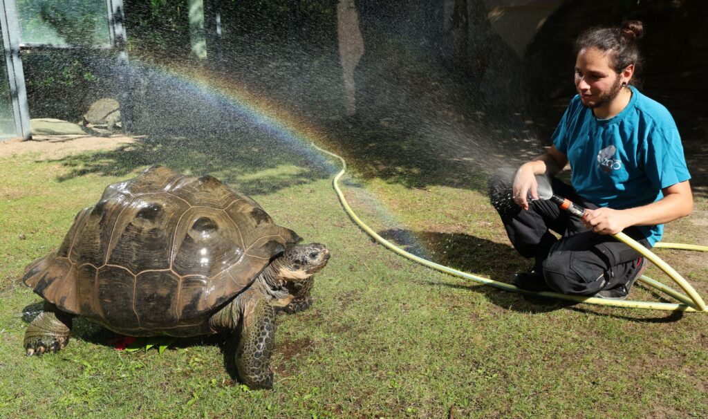 Kühle Dusche für Galapagos-Riesenschildkröten im Zoo