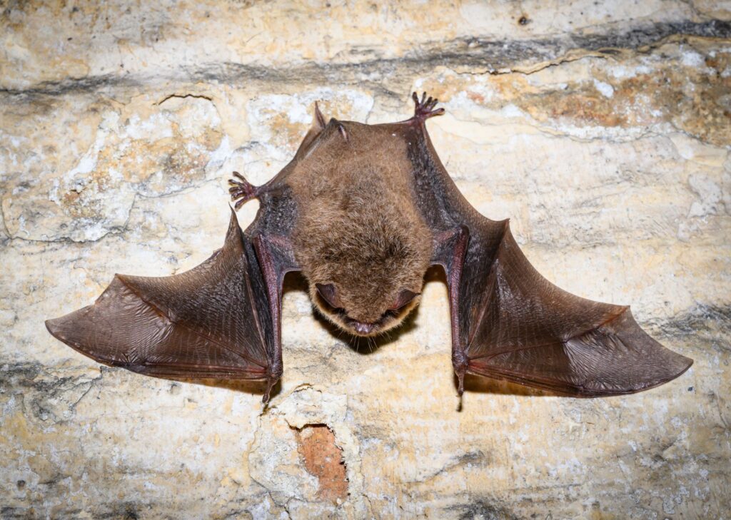 Fledermaus