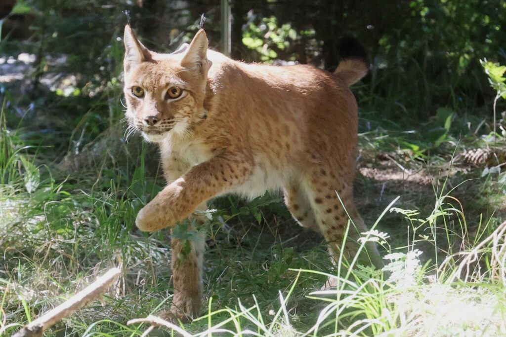 Ein Luchs in Thüringen