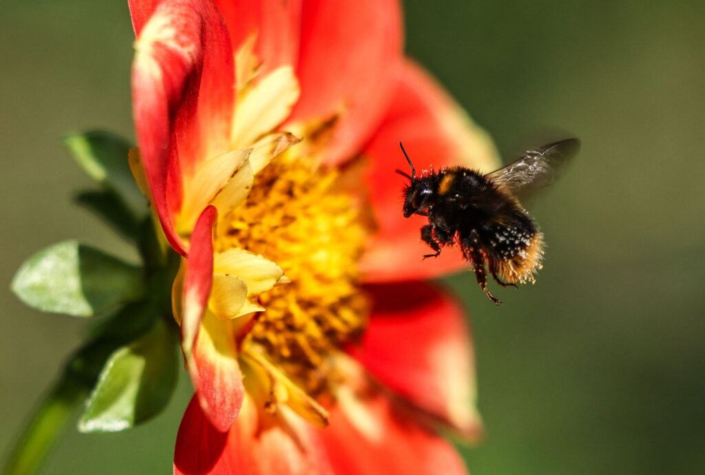 Hummel