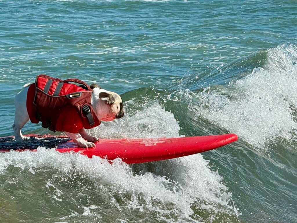 US-amerikanischer Hundesurf-Wettbewerb