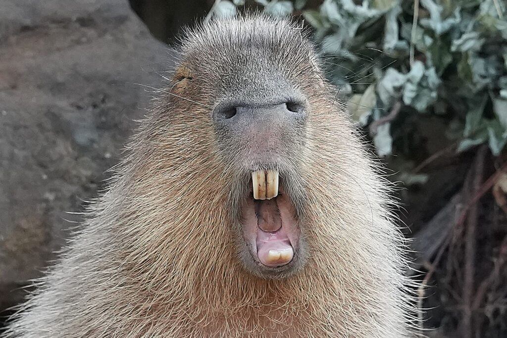 Wasserschwein