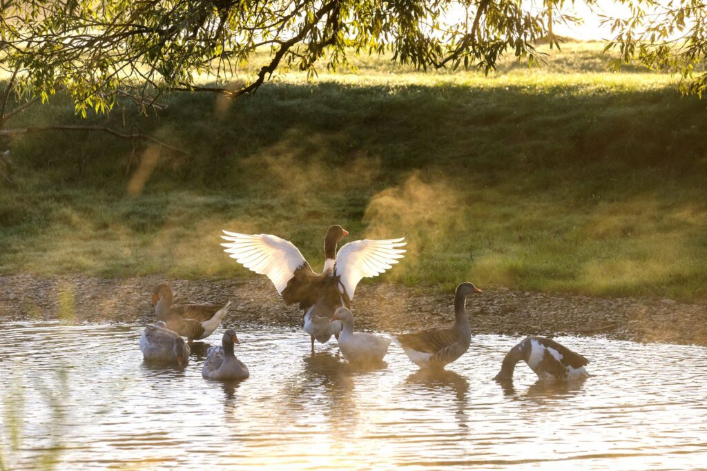 Gänse