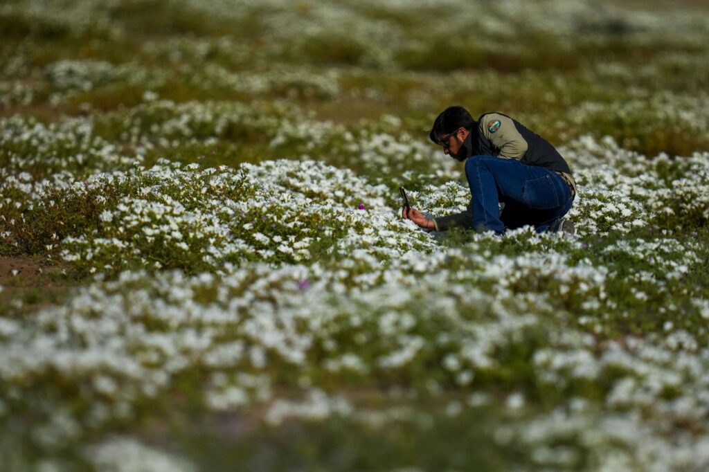 Blumen in der Atacama-Wüst in Chile