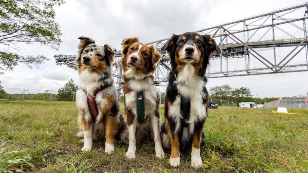 Hundefestival