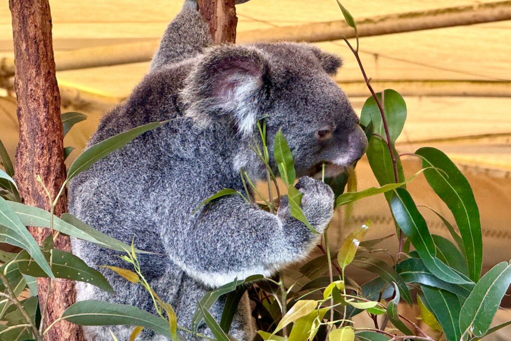 Koala-Schutzzentrum in Brisbane
