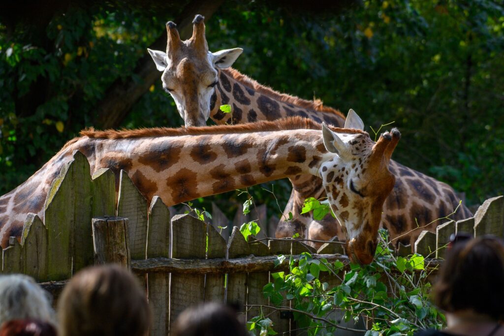 Giraffen im Zoo