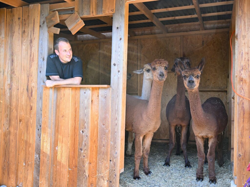 Alpaka Tierhalter Patrick Stellmach