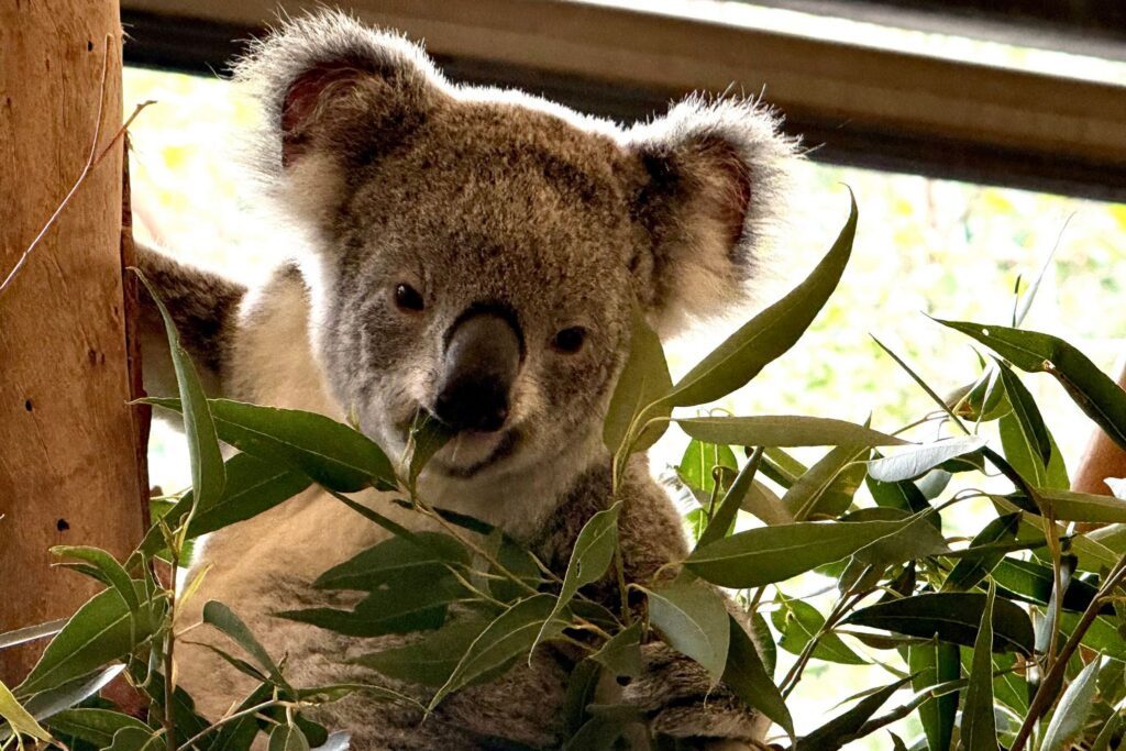 Koala-Schutzzentrum in Brisbane